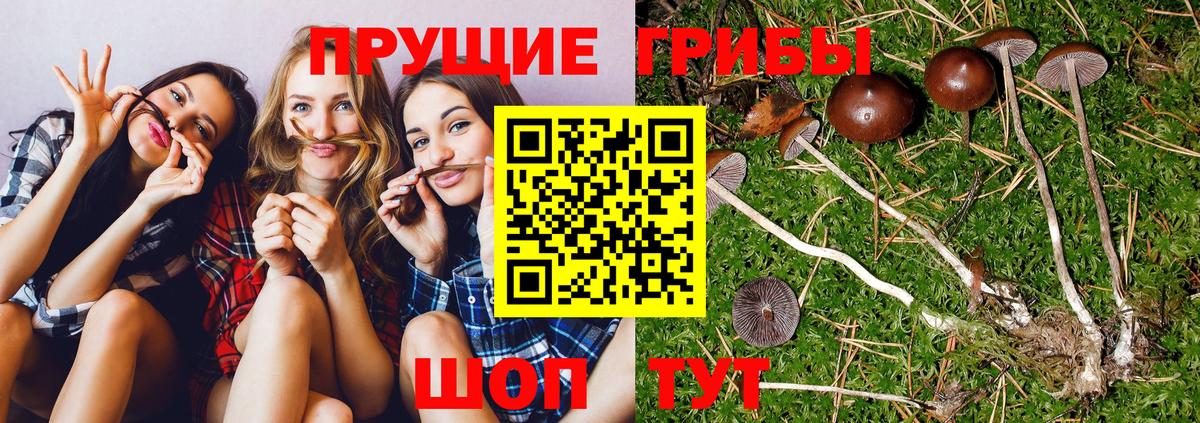 Галлюциногенные грибы GOLDEN TEACHER  Галлюциногенные грибы мухоморы  Сердобск  Вход с VPN 